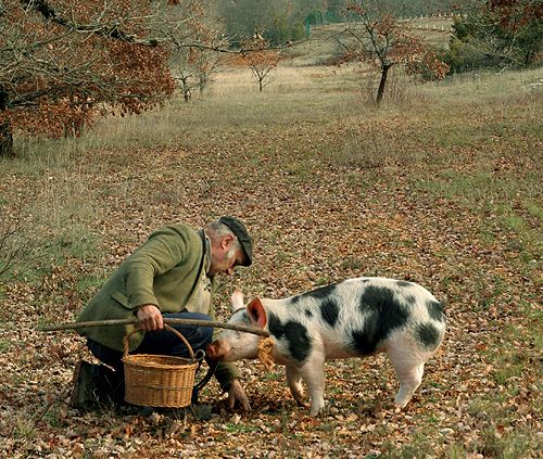La legge che ha cambiato la caccia al tartufo